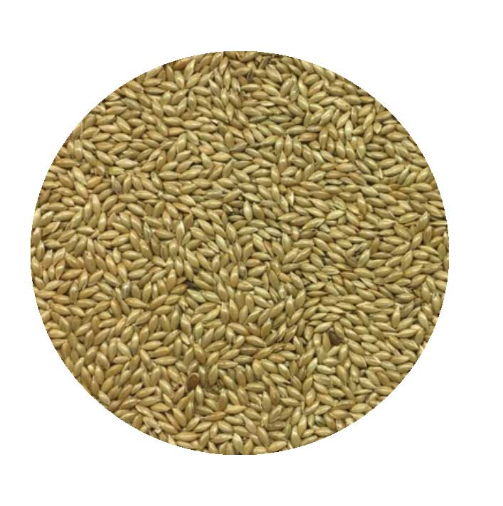 Canary-Seeds.jpg