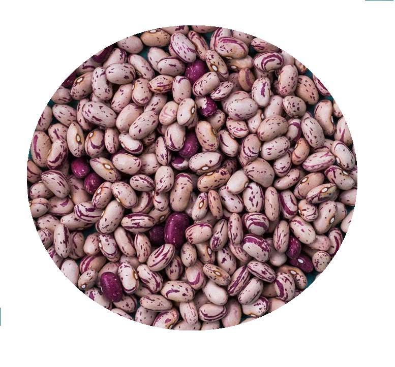 Cranberry-beans.jpg