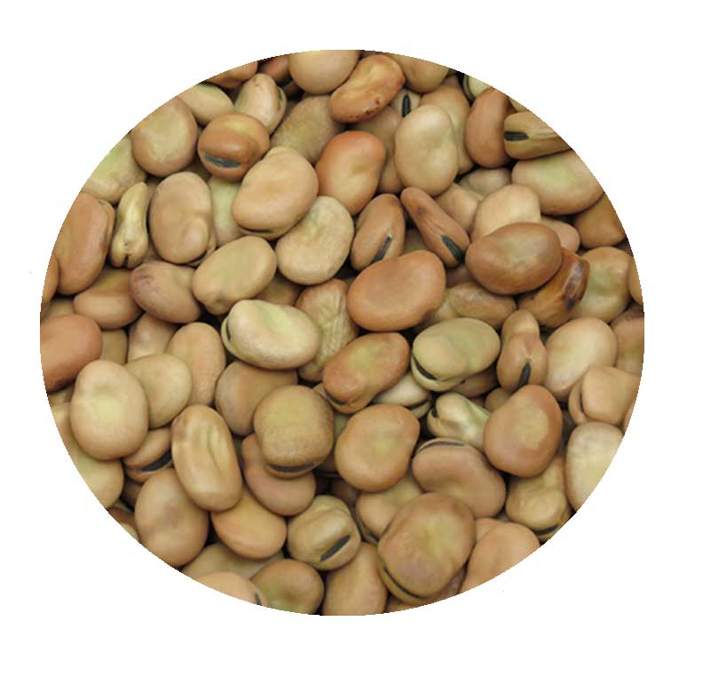 Faba-Beans.jpg