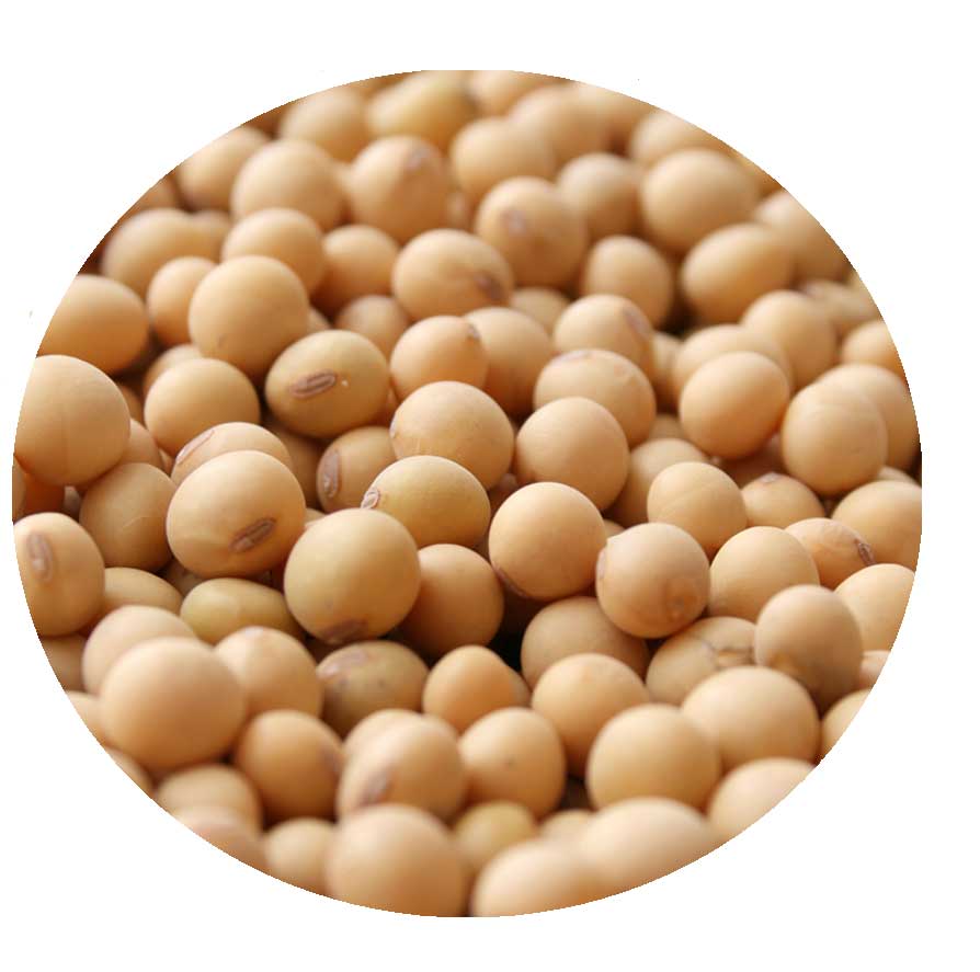 SOYBEANS.jpg