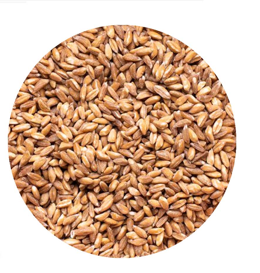 WHEAT-min.jpg